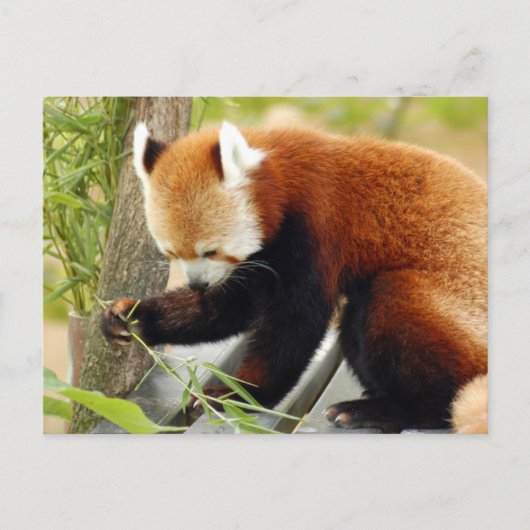 rood-panda-029 briefkaart (Voorkant)