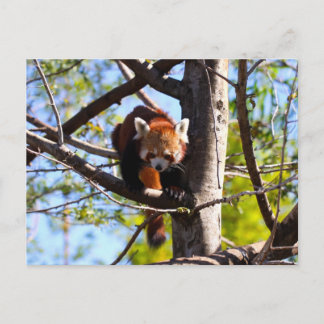 Rood Panda klimt naar beneden Briefkaart