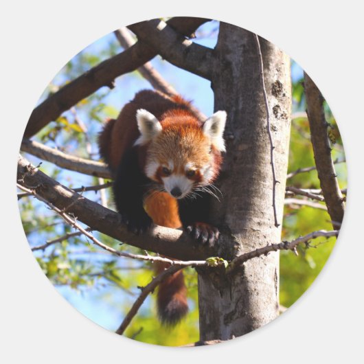 Rood Panda klimt naar beneden Ronde Sticker (Voorkant)