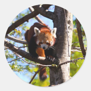 Rood Panda klimt naar beneden Ronde Sticker