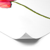 Rood papaverbloem minimalistische eenvoud poster (Hoek)