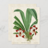 Rood Pescatorea Orchid Botanisch Briefkaart (Voorkant / Achterkant)