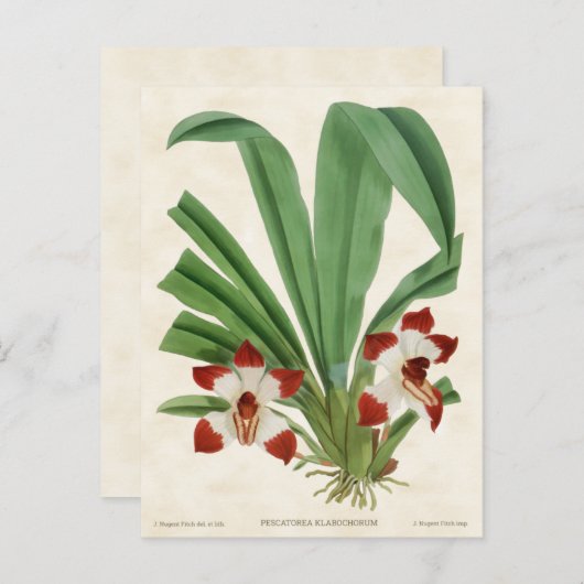 Rood Pescatorea Orchid Botanisch Briefkaart (Voorkant / Achterkant)
