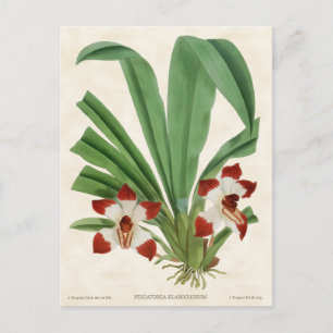 Rood Pescatorea Orchid  Botanisch Briefkaart