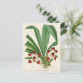 Rood Pescatorea Orchid Botanisch Briefkaart (Staand voorkant)