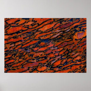 Rood Petrified dinosaur bone Poster