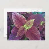 Rood Plant Briefkaart (Voorkant / Achterkant)