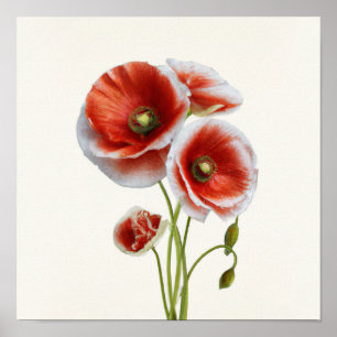 Rood Poppy Flowers Art Print Poster