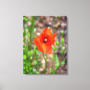 Rood poppy up close canvas print