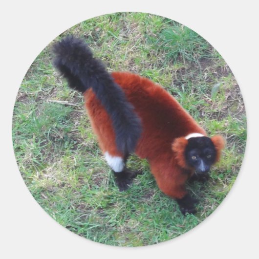 Rood rode lemur #1 Sticker (Voorkant)