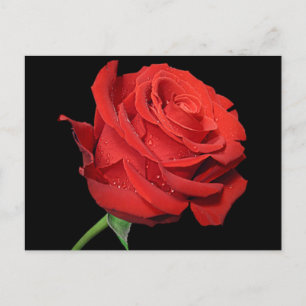 Rood roodbloem Blank Floral zwart Briefkaart