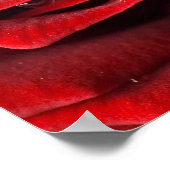 Rood roodbruinkoolzaadrooster poster (Hoek)