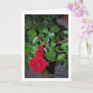 Rood Rose Portret Kaart