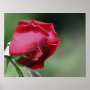 Rood rosebud buien poster