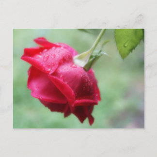 Rood roze met waterdruppelaar briefkaart