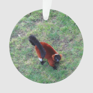 Rood Ruffed Lemur #1-1 Ornament