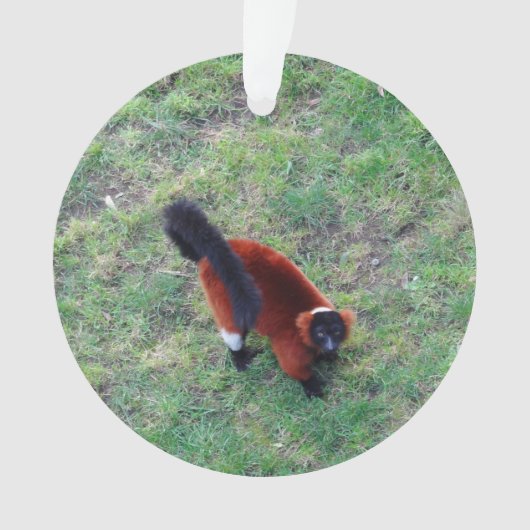 Rood Ruffed Lemur #1-1 Ornament (voorkant)