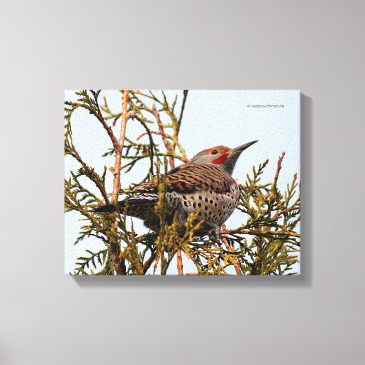 Rood-Shafted Northern Flicker in een boom Canvas Afdruk (Voorkant)