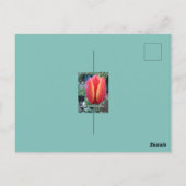 Rood Tulp en regendruppels zijn voor u geschikt Briefkaart (Achterkant)