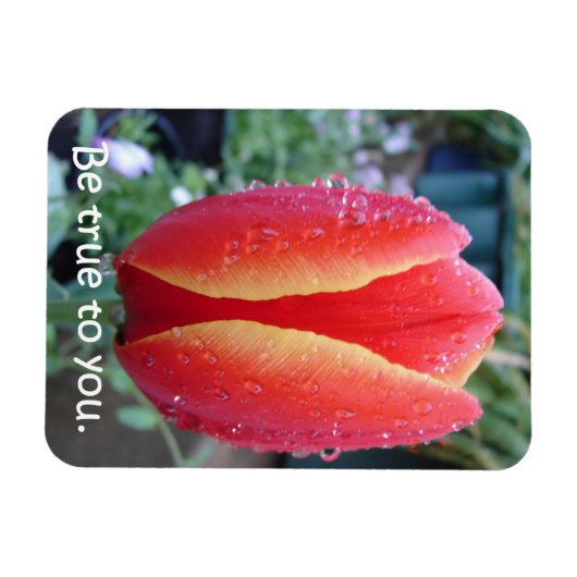 Rood Tulp en regendruppels zijn voor u geschikt Magneet (Horizontaal)