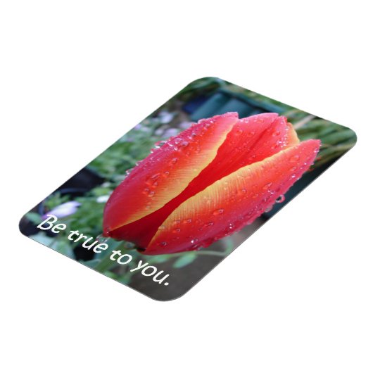 Rood Tulp en regendruppels zijn voor u geschikt Magneet (Linkerzijde)