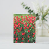Rood Tulpen 01 Briefkaart (Staand voorkant)