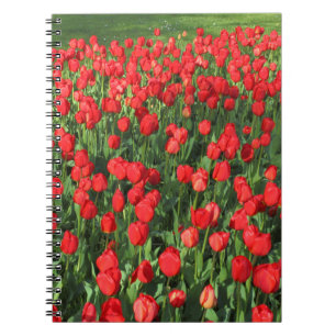 Rood Tulpen 02 Notitieboek