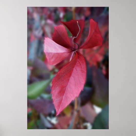 Rood van herfst poster (Voorkant)