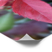 Rood van herfst poster (Hoek)