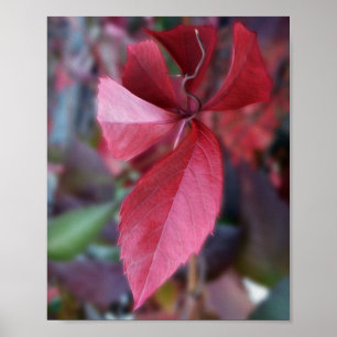 Rood van herfst poster