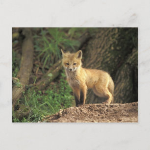 Rood vossen voor de pup (Vulpes vulpes) Briefkaart