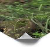 Rood vossen voor de pup (Vulpes vulpes) Poster (Hoek)