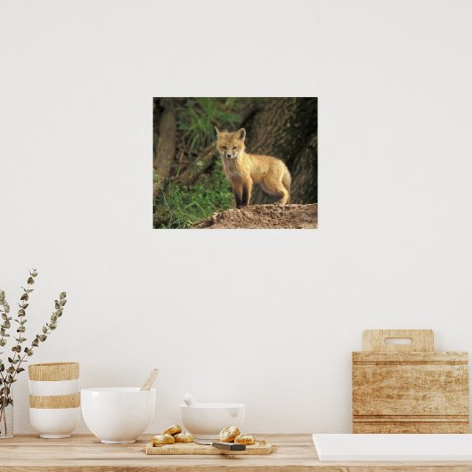 Rood vossen voor de pup (Vulpes vulpes) Poster (Keuken)