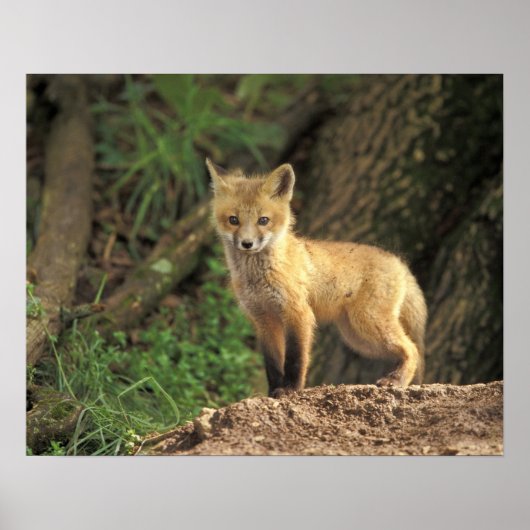 Rood vossen voor de pup (Vulpes vulpes) Poster (Voorkant)