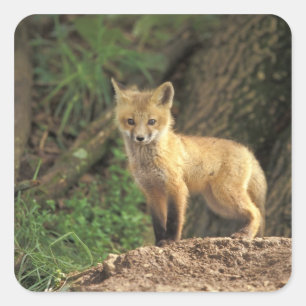 Rood vossen voor de pup (Vulpes vulpes) Vierkante Sticker