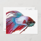 Rood wit en blauw (vis op witte achtergrond) briefkaart (Voorkant / Achterkant)