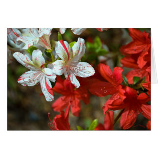 Rood, wit en mooi
