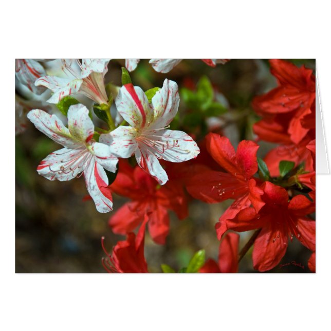 Rood, wit en mooi (Voorkant Horizontaal)