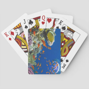 Rood Zee koraalrif, Egypte Pokerkaarten