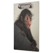 Roodaangezichtspinaap (Ateles paniscus) Klembord (Links)