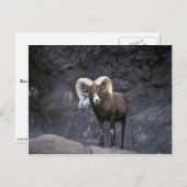 Roodbaardbodes (volwassen ram) briefkaart (Voorkant / Achterkant)