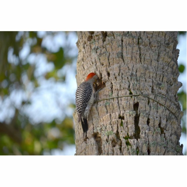 roodbaardvogel in palm staand fotobeeldje  (Voorkant)