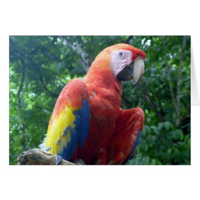 roodbaars (Voorkant Horizontaal)