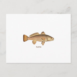 Roodbaars Logo Briefkaart