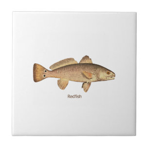 Roodbaars Logo Tegeltje