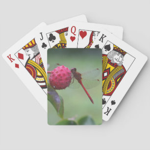 Roodbaars op Dogwood Fruit Insect Pokerkaarten