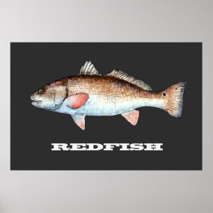 Roodbaars Poster