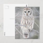 Roodbaars (Strix varia) Briefkaart (Voorkant / Achterkant)