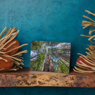 Roodbaarzen   Marin County, Californië Fotoplaat