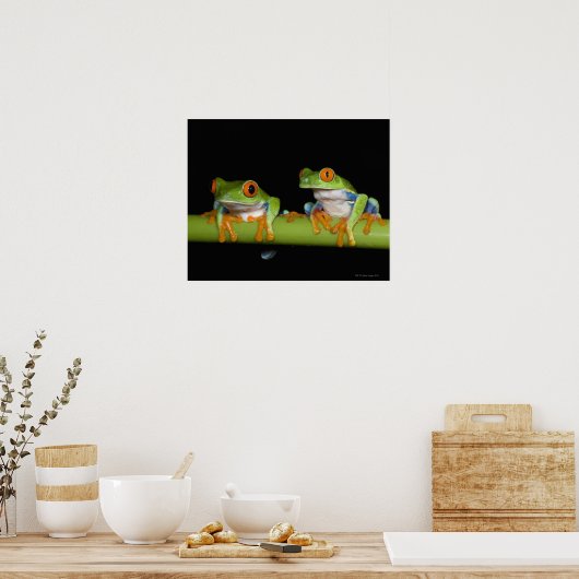Roodbeige boomkikkers (Agalychnis callidryas) Poster (Keuken)